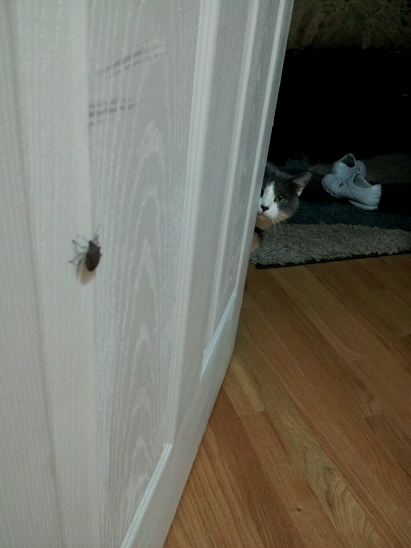 Кошка, которая боится насекомых 