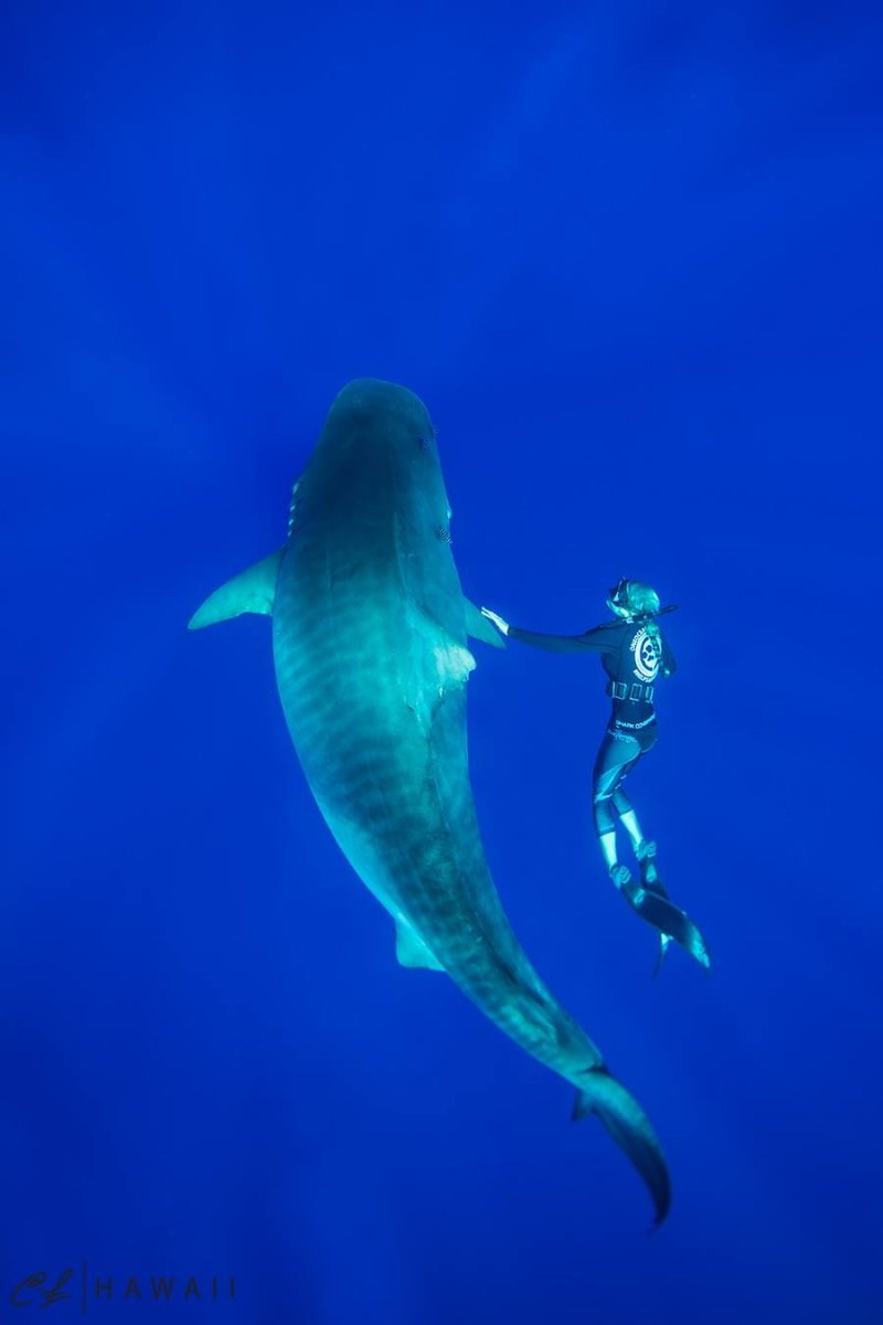 Плавание с акулой 