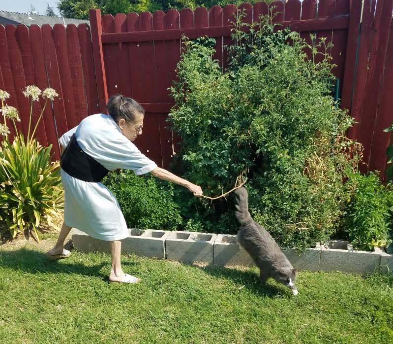 Бабуля прогоняет соседского кота