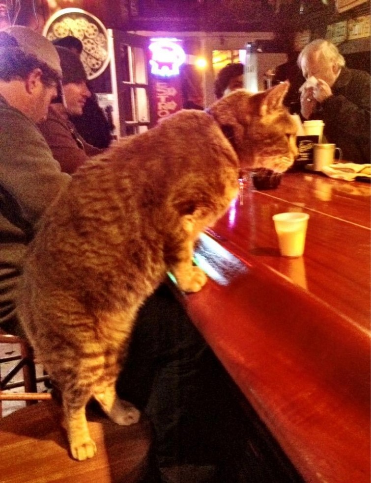 Этот кот выпьет одну стопку, а весь оставшийся вечер будет пить воду. Он знает свою меру 