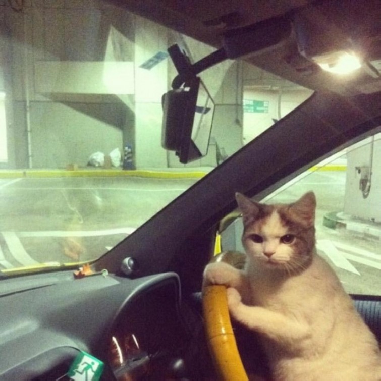 Этот кот является отличным и добросовестным водителем, но постоянно раздражается из-за ужасного вождения других 