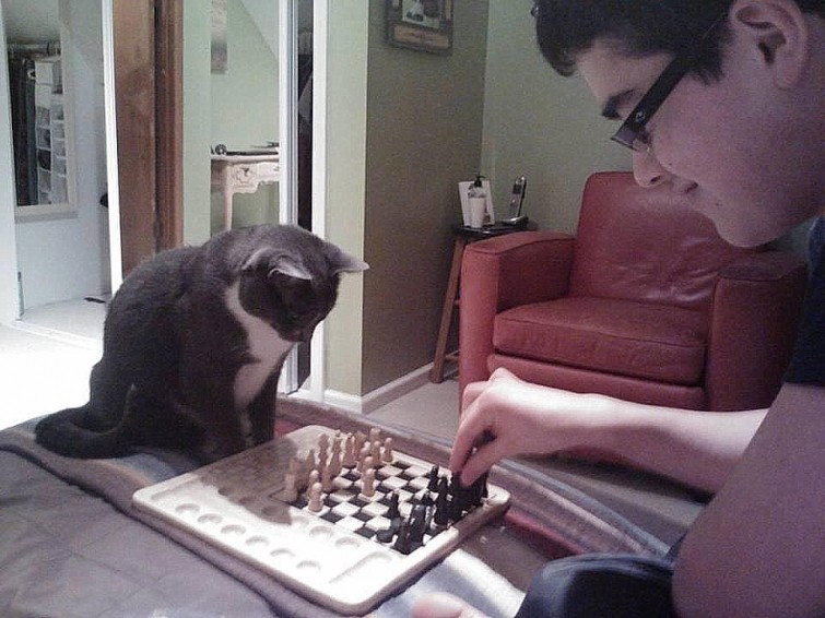 Чтобы расслабится, этот кот играет в шахматы, а не пьёт с друзьями 