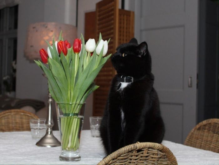 Этот кот вспомнил про день рождения своей подруги и собирается удивить ее романтическим ужином 
