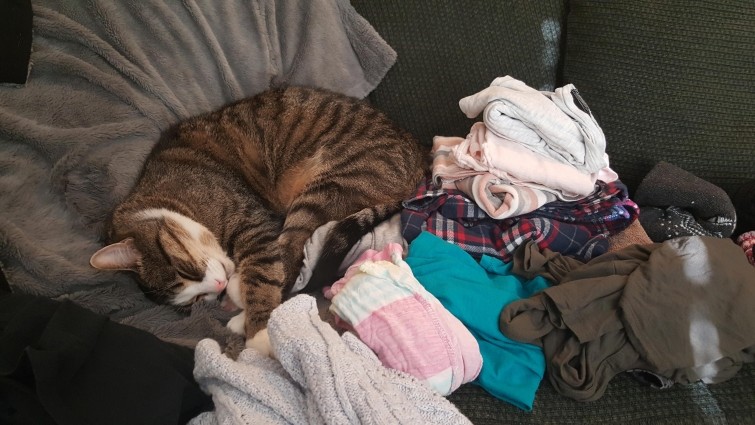 Эта кошка регулярно стирает и складывает своё бельё, не дожидаясь пока у неё не останется чистой одежды 