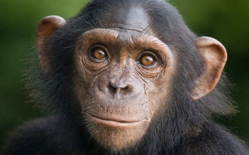 Как шимпанзе узнают сородичей