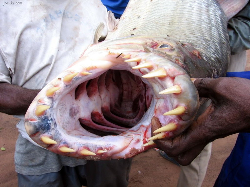 Первое и самое главное, чем нас могут напугать такие рыбы — это, конечно, зубы