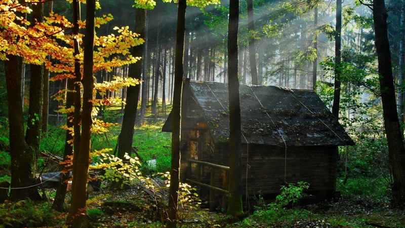 Мечта интроверта: 20 одиноких домиков в лесу