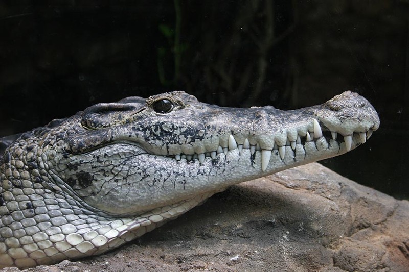 17. Крокодилы
