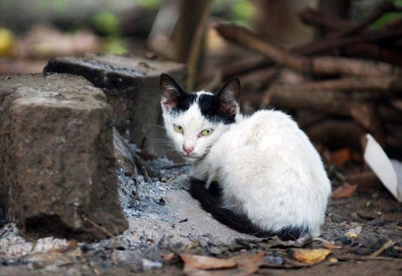 Военные коты