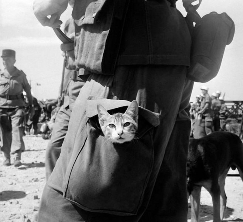Военные коты