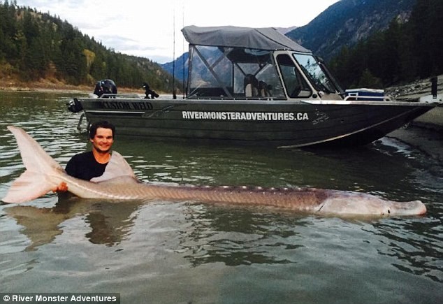 В Канаде поймали легендарного 300-килограммового осетра