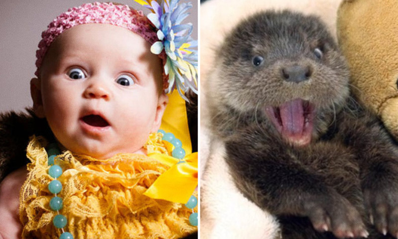 15 фотографий, на которых дети и животные выражают эмоции совершенно одинаково
