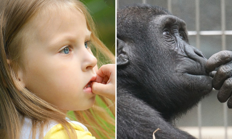 15 фотографий, на которых дети и животные выражают эмоции совершенно одинаково