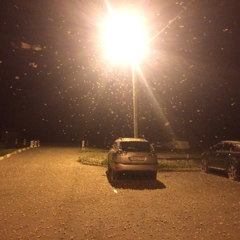 Нашествие шелкопряда на Алтае приняли за снегопад