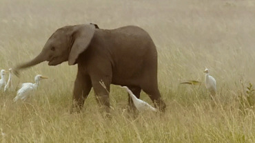 Слонёнок играет