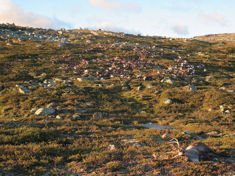 В Норвегии молния разом убила 323 диких оленя