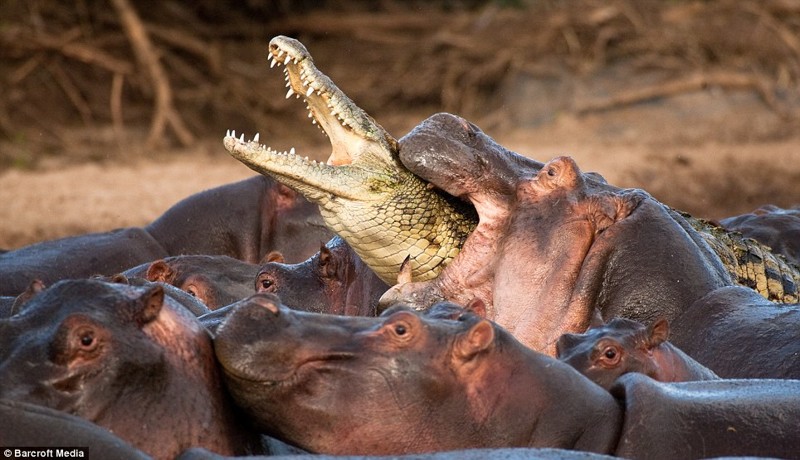 2. Бегемоты нападают на крокодила, позарившегося на их детеныша