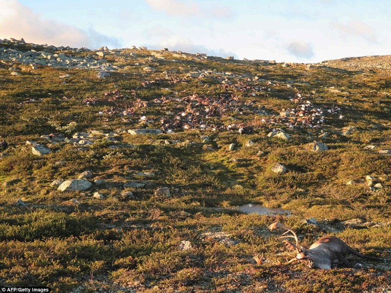 В Норвегии от одного удара молнии погибло больше 300 оленей: душераздирающие фото