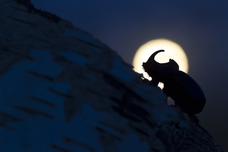 Жук на фоне Луны