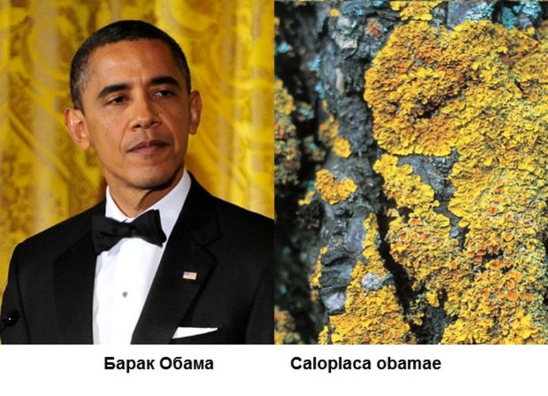обама честь. владимир владимирович обама. животные названные в честь барака обамы. обама паук. мем барак обама ходорковский.