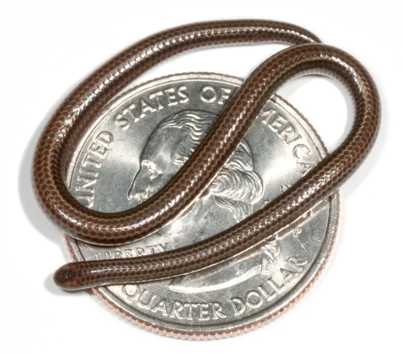 5. Змейка с монетку