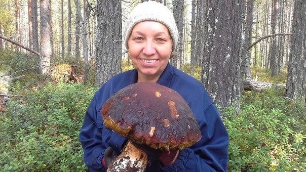 Самый большой гриб в мире фото книга рекордов