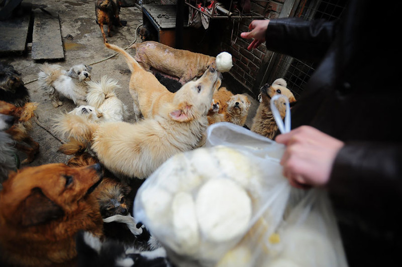Китаянка выкупает собак на фестивале собачьего мяса