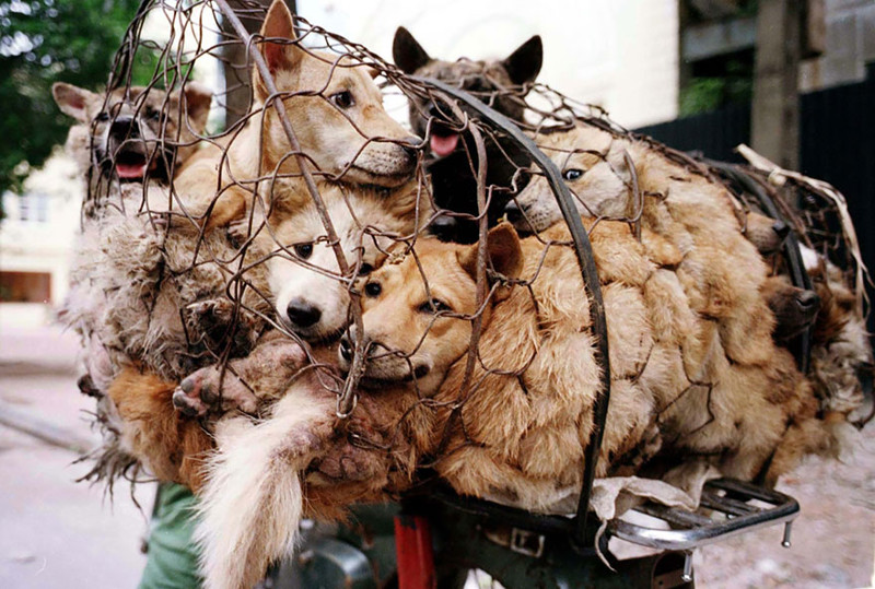 Каждый год 10 000 собак съедают на традиционном китайском фестивале собачьего мяса