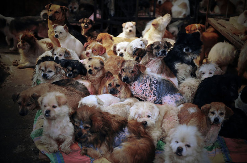 Приют для животных, организованный бывшей учительницей, называется "Общий дом". В  нем живут более 1000 собак