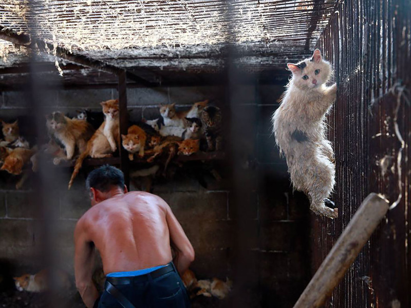 Отношение к потреблению в пищу мяса собак и кошек в Китае постепенно меняется, но эти традиции уходят корнями в древность и избавиться от них трудно