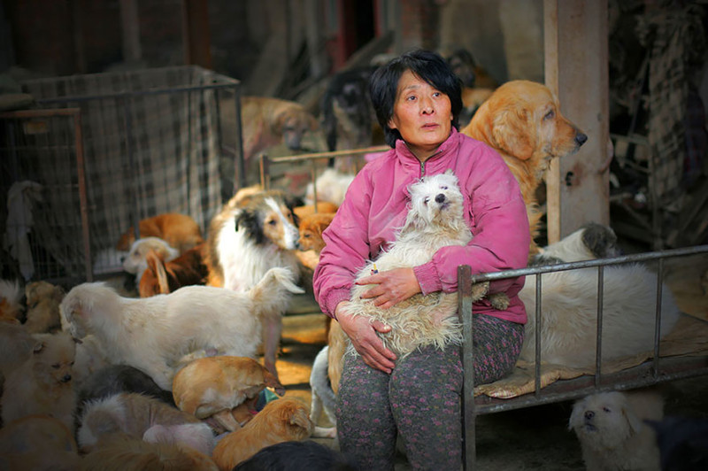 В 2015 году Ян проехала 2500 км до Юйлиня и потратила 7 000 юаней (1100 долларов), чтобы освободить 100 собак от неминуемой смерти