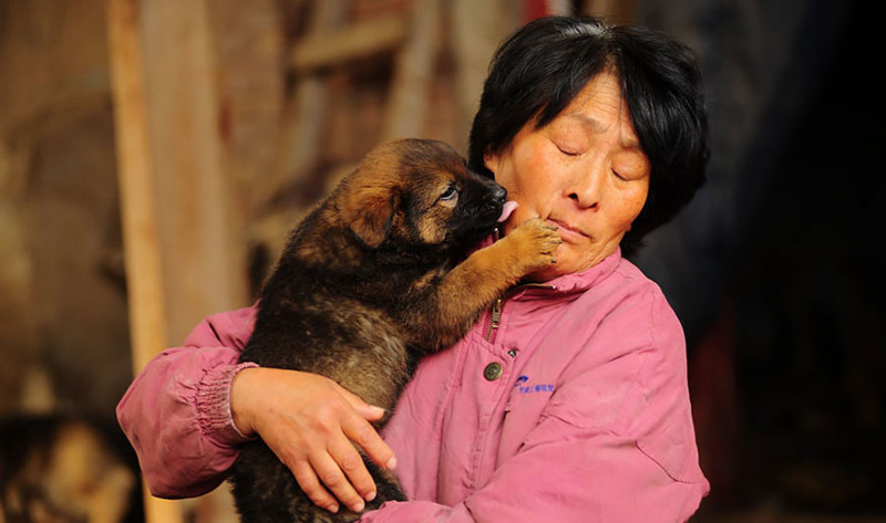 Китаянка выкупает собак на фестивале собачьего мяса