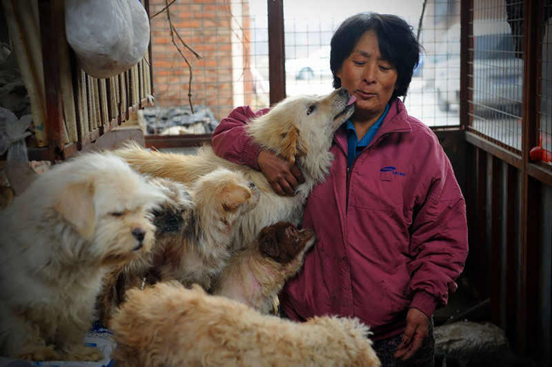 Это Ян Сяоюнь, 65-летняя учительница на пенсии, котораяа хочет остановить убийство собак в Китае