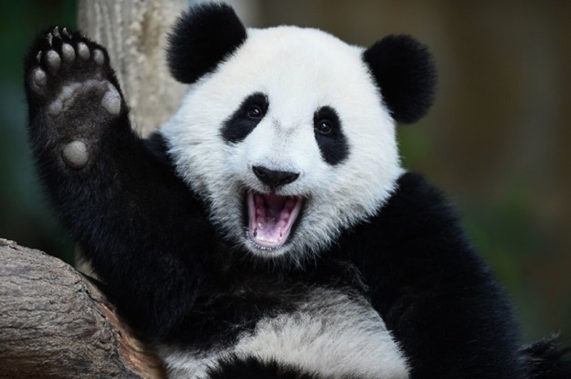 Отличные новости: гигантские панды будут жить!