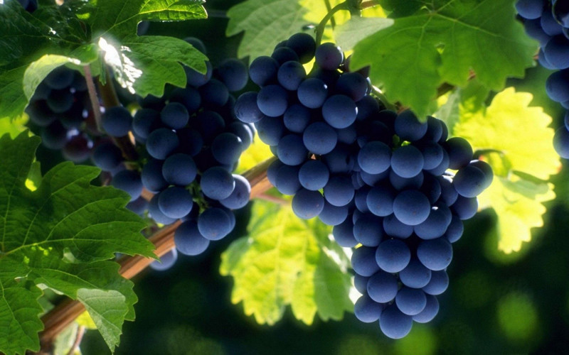 6. На Кубани создали реплики классических сортов винограда