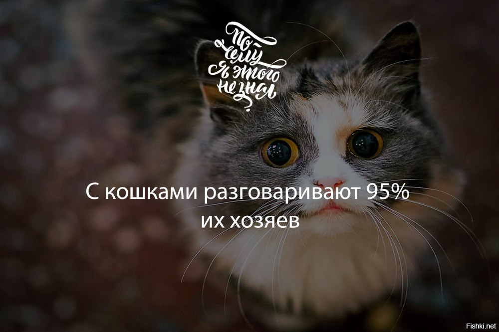 разговор двух кошаков. коты говорят нормально. коты беседуют. 1000 и 1 кошка. говорящий кот нормально.