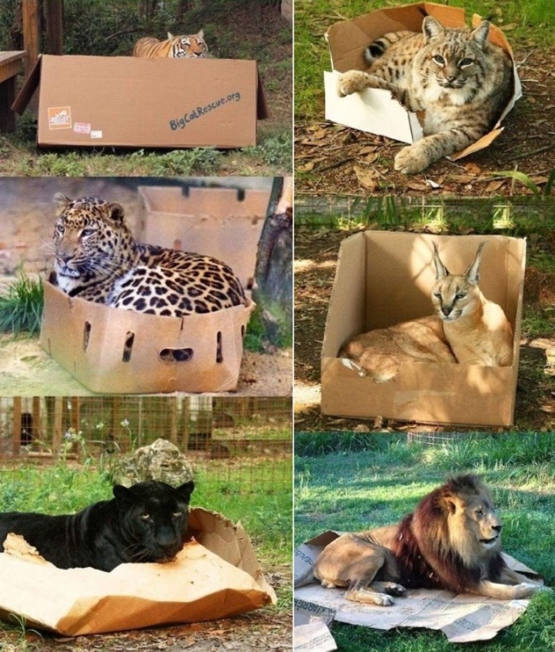 Кошки в коробках