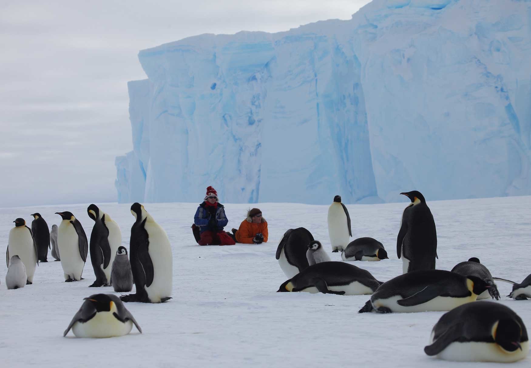 Пингвины живут на южном. Южный полюс Антарктида. Antarctica отель«White Desert». Пингвины на Северном полюсе. Лето на Южном полюсе.