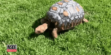 Травмированная черепаха получила первый в мире панцирь, напечатанный на 3D-принтере