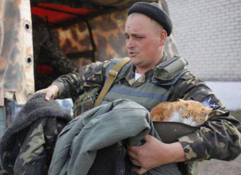 Кошки и солдаты