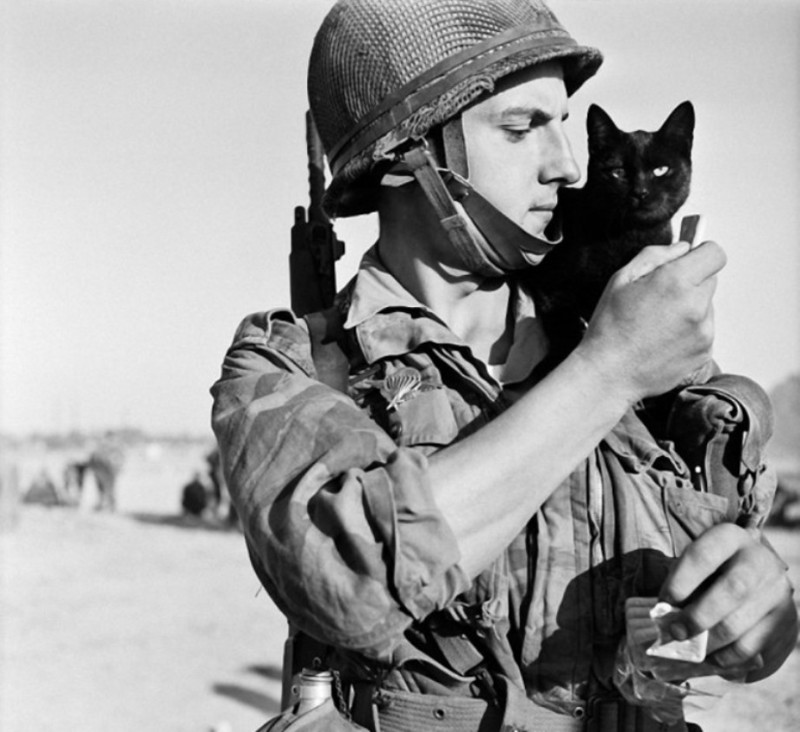Кошки и солдаты
