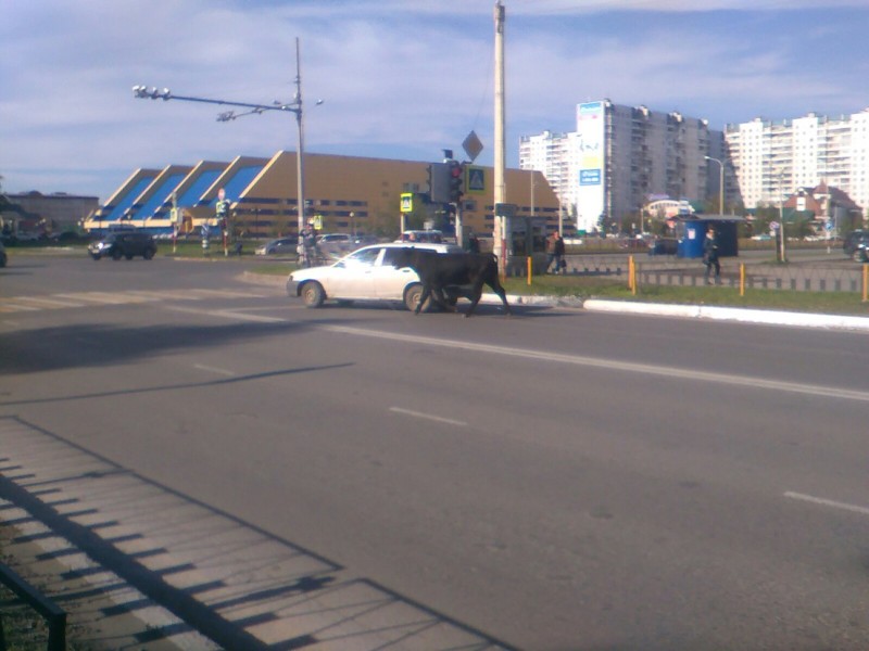 Коррида по-сибирски: разъяренный бык терроризирует жителей Нижневартовска