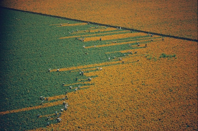 Поле календулы превращается из оранжевого в зеленое, Мексика
