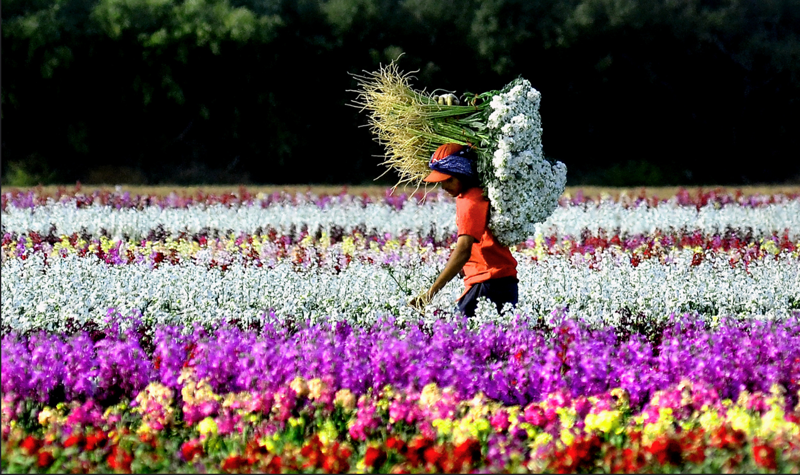 Миллионы цветов в Калифорнии