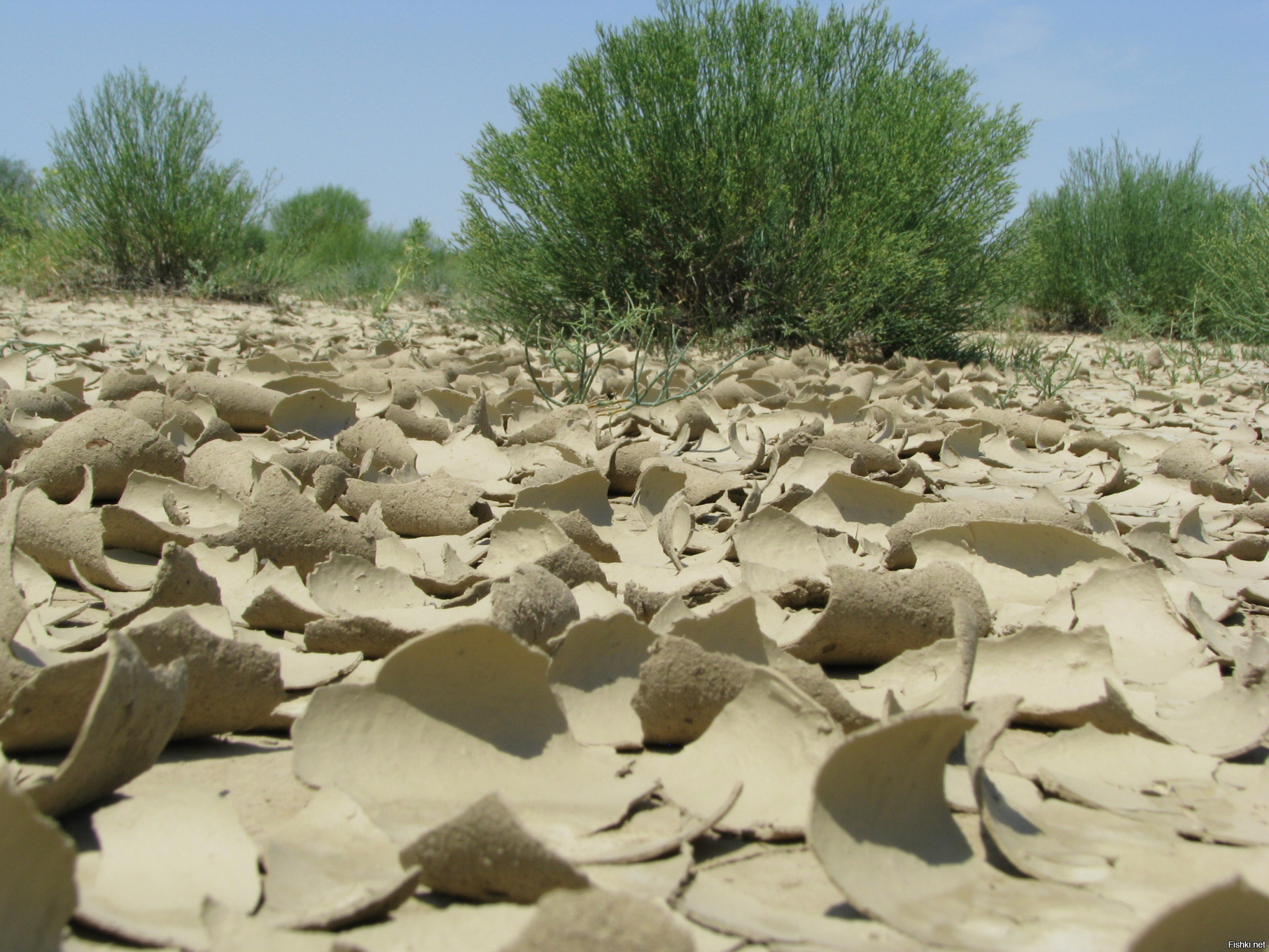 Такыровые глинистые пустыни