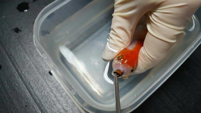 Женщина потратила 500 долларов, чтобы спасти жизнь крошечной золотой рыбки