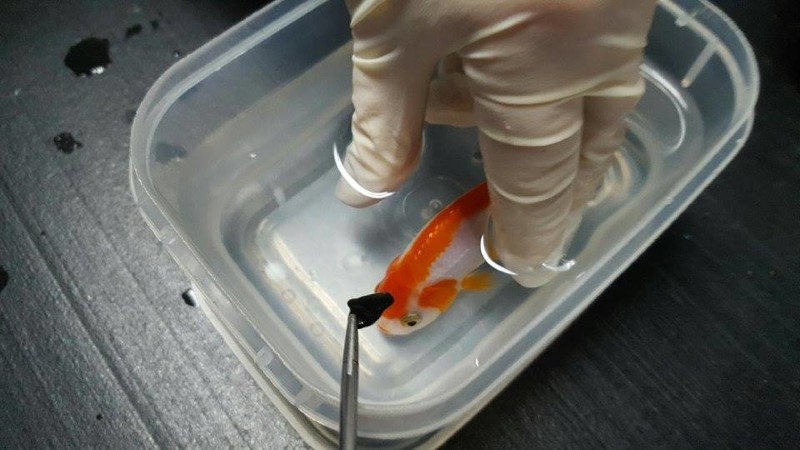 Женщина потратила 500 долларов, чтобы спасти жизнь крошечной золотой рыбки