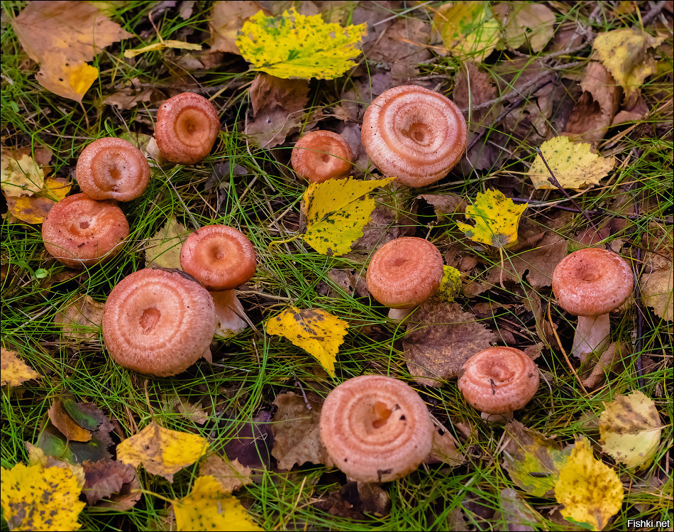 Осень рыжики. Гриб волнушка съедобный. Волнушки грибы. Волнушка розовая. Гриб волнушка розовая.