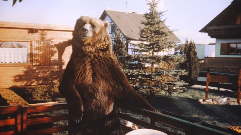 Медведь на службе Вермахта