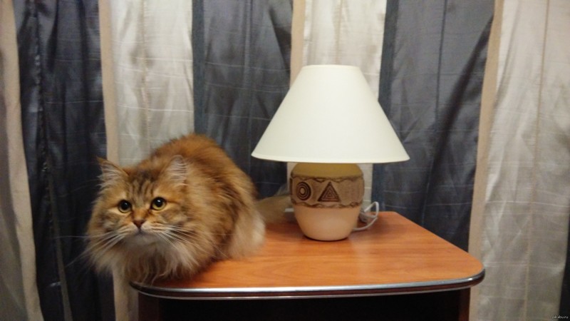 В помощь любителям в комментариях ставить картинку кота с лампой!